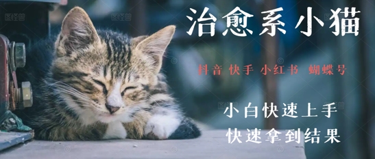 拆解，疯狂火爆！抖音，小红书，视频号小猫治愈的视频，轻松制作+快速拿到结果-点格网络